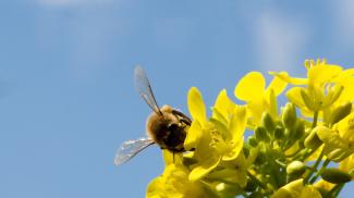 Abeille sur fleurs jaunes et arrière-plan de ciel bleu