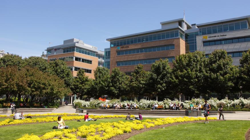 Jardins aux fleurs jaunes devant le campus de Québec de l'École nationale d'administration, l'Université TELUQ et l'Université du Québec